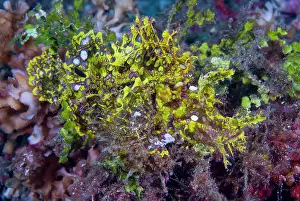 Rhinopias: Indonesia, Sulawesi Island, Lembeh Strait