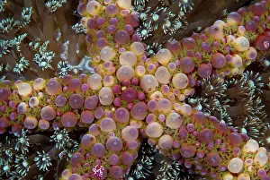 Sualwesi: Indonesia, Sulawesi Island, Lembeh Strait