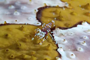 Bumble: Indonesia, Sulawesi Island, Lembeh Strait