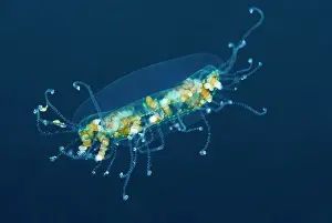 Medusa: Indonesia, Sulawesi Island, Lembeh Strait