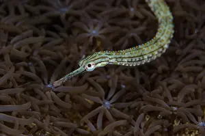 Pipefish: Indonesia, Sulawesi, Lembeh Strait. Pipefish