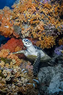 Hawksbill: Indonesia, West Papua, Raja Ampat. Hawksbill sea