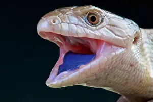 Skink: Indonesian blue-tongued skink (Tiliqua gigas), Papua