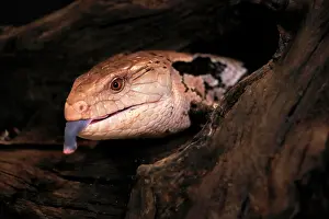 Indonesian: Indonesian blue-tongued skink (Tiliqua gigas), adult