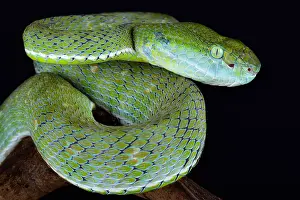 Sumatra: The Indonesian pit viper (Parias hageni) is a large