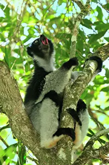 Indri: Indri - calling - largest lemur