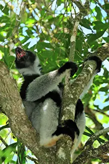 Indri: Indri - calling - largest lemur