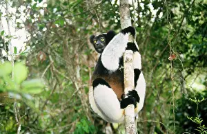 Clasping: INDRI - clasping to trunk