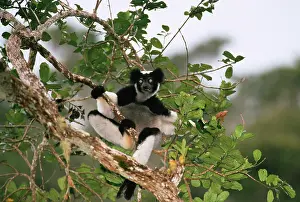 Indri: Indri - feeding in canopyS