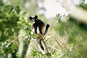 Indri: INDRI - feeding, top of tree