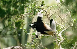 Indri: INDRI - feeding in twigs