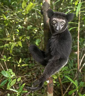 Climb: Indri (Indri Indri) climbs the tree, Madagascar