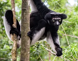 Hangs: Indri (Indri Indri) hangs in tree, Madagascar, Africa