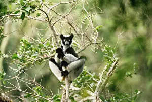 Indri: Indri