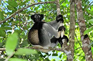 Indri: Indri - largest lemur