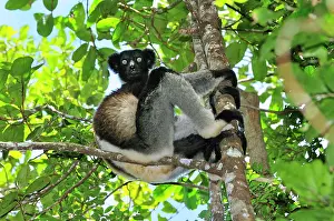 Indri: Indri - largest lemur