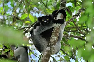 Indri: Indri - largest lemur