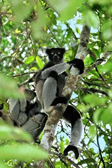 Indri: Indri - largest lemur