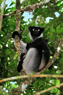 Indri: Indri - largest lemur
