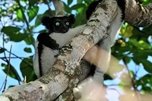 Indri: Indri - largest lemur