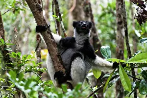 Indri: Indri Lemur on tree