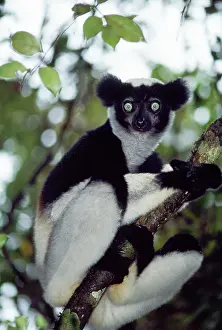 Indri: INDRI - SITTING IN TREE