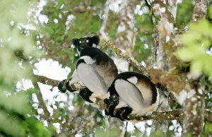Indri: Indri - two in tree