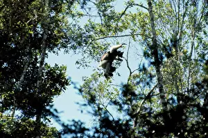Indri: Indris - leaping between trees