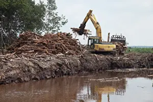 Canals: Industrial timber plantation, Harvesting timber
