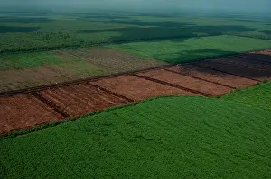 Canals: Industrial timber plantation for paper, Riau, Su