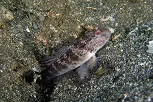 Hole: Inexplicable Shrimpgoby by hole entrance - Secret Bay, Bali