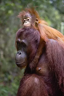 Ride: An infant orangutan (Pongo pygmaeus) riding on