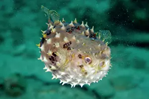 Spine: Inflated Orbicular Burrfish