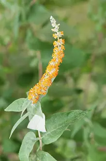 Full Length: Inflorescence of Buddleja polystachya, Liguria, Italy