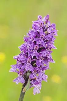 Maculata: Inflorescence detail of the heath spotted-orchid
