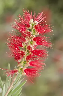 230517: Inflorescence particular of weeping bottlebrush or creek