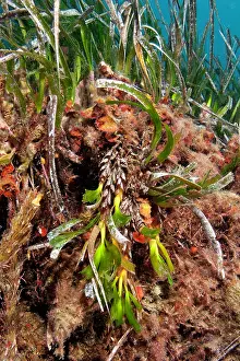 Ischia: Inflorescence of Seagrass Meadows, Posidonia Oceanica, Ischi