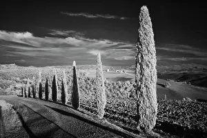Infra: Infra Red Black & White view of drive lined