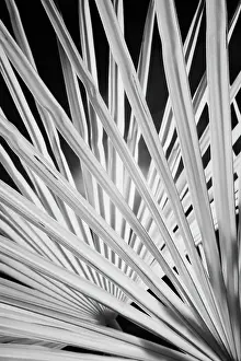 Infra: Infra Red Black & White view of palm tree