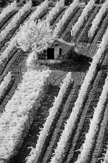 Montalcino: Infra Red Black & White view of small stone