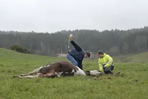 Sick: Infusion of a cow suffering from hypocalcaemia