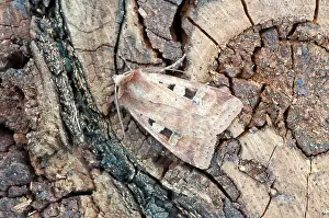 Mendica: Ingrailed Clay Moth - On dead timber