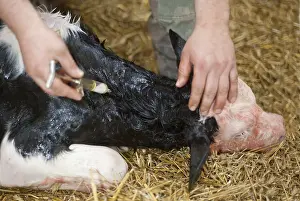Infant: Injection of a heart tonic to a newborn calf France