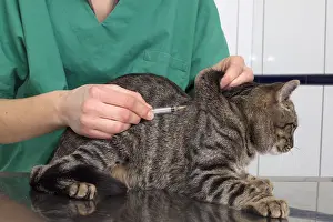 Providing: Injection of a treatment or vaccine to an European Chat