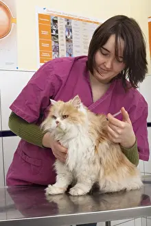 Providing: Injection of a treatment or vaccine to a Persian cat