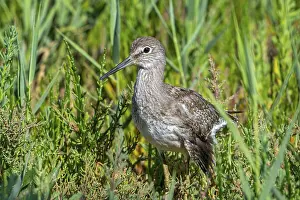 Accident: Injured common redshank (Tringa totanus) juvenile with broken wing hiding in glasswort vegetation in coastal saltmarsh