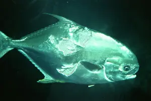 Bites: Injured Fish - shark bites on Pompano