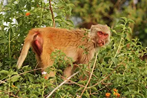 Rhesus: Injured Rhesus Monkey