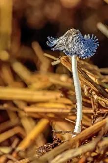 Haute: Inkcap on a dunghill, Fruiting mass of hundreds