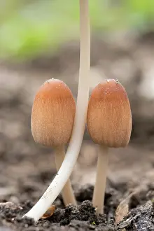 250720: Inkcap fungus - Norfolk UK